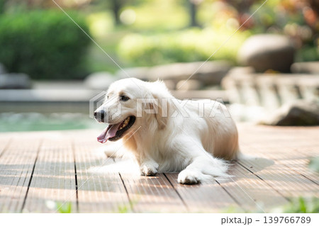 ウッドデッキでくつろぐゴールデンレトリーバー／リラックスした犬のある暮らし 139766789