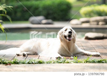 ウッドデッキでくつろぐゴールデンレトリーバー／リラックスした犬のある暮らし 139766790