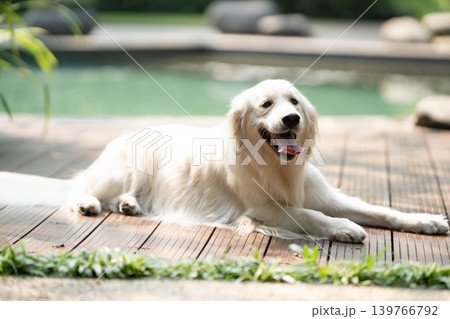 ウッドデッキでくつろぐゴールデンレトリーバー／リラックスした犬のある暮らし 139766792
