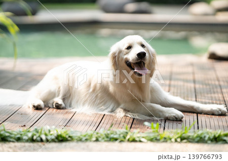 ウッドデッキでくつろぐゴールデンレトリーバー/リラックスした犬のある暮らし ウッドデッキでくつろぐゴールデンレトリーバー/リラックスした犬のある暮らし 139766793