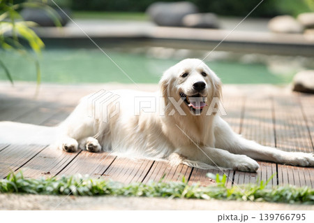 ウッドデッキでくつろぐゴールデンレトリーバー／リラックスした犬のある暮らし 139766795