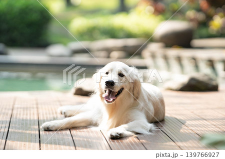 ウッドデッキでくつろぐゴールデンレトリーバー／リラックスした犬のある暮らし 139766927