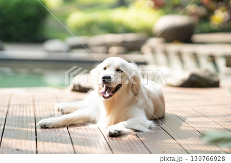 ウッドデッキでくつろぐゴールデンレトリーバー／リラックスした犬のある暮らし 139766928
