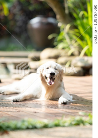 ウッドデッキでくつろぐゴールデンレトリーバー/リラックスした犬のある暮らし ウッドデッキでくつろぐゴールデンレトリーバー/リラックスした犬のある暮らし 139767060