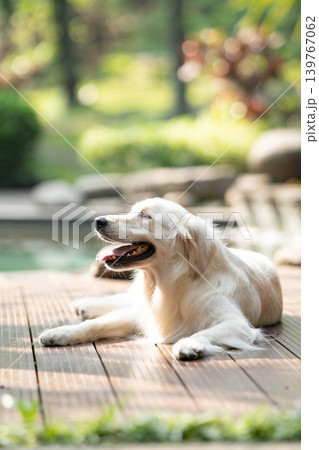 ウッドデッキでくつろぐゴールデンレトリーバー/リラックスした犬のある暮らし ウッドデッキでくつろぐゴールデンレトリーバー/リラックスした犬のある暮らし 139767062
