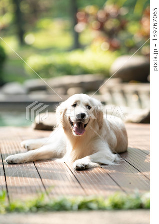 ウッドデッキでくつろぐゴールデンレトリーバー/リラックスした犬のある暮らし ウッドデッキでくつろぐゴールデンレトリーバー/リラックスした犬のある暮らし 139767065