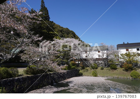 日本の古い建物と池と桜、池の水面に桜の花びらが浮く 日本の古い建物と池と桜、池の水面に桜の花びらが浮く 139767083