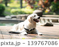 ウッドデッキでくつろぐゴールデンレトリーバー／リラックスした犬のある暮らし 139767086