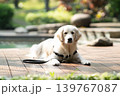 ウッドデッキでくつろぐゴールデンレトリーバー／リラックスした犬のある暮らし 139767087
