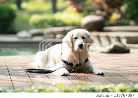 ウッドデッキでくつろぐゴールデンレトリーバー/リラックスした犬のある暮らし ウッドデッキでくつろぐゴールデンレトリーバー/リラックスした犬のある暮らし 139767087