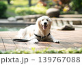 ウッドデッキでくつろぐゴールデンレトリーバー／リラックスした犬のある暮らし 139767088