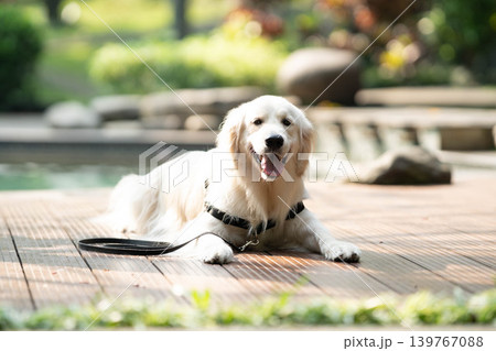 ウッドデッキでくつろぐゴールデンレトリーバー/リラックスした犬のある暮らし ウッドデッキでくつろぐゴールデンレトリーバー/リラックスした犬のある暮らし 139767088