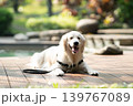 ウッドデッキでくつろぐゴールデンレトリーバー／リラックスした犬のある暮らし 139767089