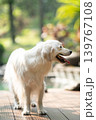 ウッドデッキに立つゴールデンレトリーバー／明るい屋外での犬のポートレート 139767108