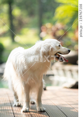 ウッドデッキに立つゴールデンレトリーバー/明るい屋外での犬のポートレート ウッドデッキに立つゴールデンレトリーバー/明るい屋外での犬のポートレート 139767108