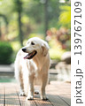 ウッドデッキに立つゴールデンレトリーバー／明るい屋外での犬のポートレート 139767109