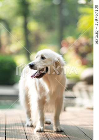 ウッドデッキに立つゴールデンレトリーバー/明るい屋外での犬のポートレート ウッドデッキに立つゴールデンレトリーバー/明るい屋外での犬のポートレート 139767109