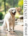 ウッドデッキに立つゴールデンレトリーバー／明るい屋外での犬のポートレート 139767110