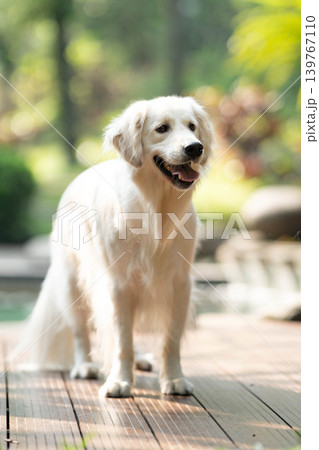 ウッドデッキに立つゴールデンレトリーバー／明るい屋外での犬のポートレート 139767110