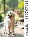 ウッドデッキに立つゴールデンレトリーバー／明るい屋外での犬のポートレート 139767111