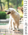 ウッドデッキに立つゴールデンレトリーバー／明るい屋外での犬のポートレート 139767112