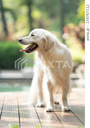 ウッドデッキに立つゴールデンレトリーバー/明るい屋外での犬のポートレート ウッドデッキに立つゴールデンレトリーバー/明るい屋外での犬のポートレート 139767112