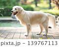 ウッドデッキに立つゴールデンレトリーバー／明るい屋外での犬のポートレート 139767113