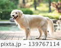 ウッドデッキに立つゴールデンレトリーバー／明るい屋外での犬のポートレート 139767114