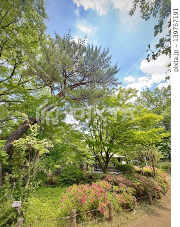 新緑の公園の風景 新緑の公園の風景 139767191