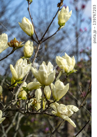 モクレンの花 モクレンの花 139767203