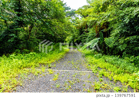 奄美大島 新緑に囲まれた風景 奄美大島 新緑に囲まれた風景 139767591