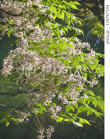 青空に咲く栴檀せんだんの花 139767594
