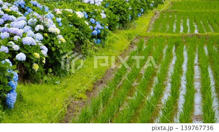 田植えの終わった田んぼのあぜ道に咲く水色の紫陽花 139767736