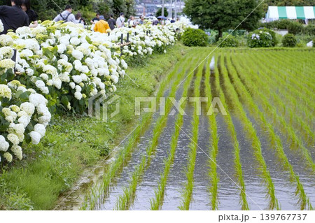 白い紫陽花アナベルが咲く田んぼのあぜ道 白い紫陽花アナベルが咲く田んぼのあぜ道 139767737