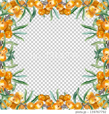 Sea buckthorn branch, square frame with ripe orange berries and green leaves. Hand drawn botanical watercolor illustration, isolated. Suitable for cosmetics, tea, and juice label design. Sea buckthorn branch, square frame with ripe orange berries and green leaves. Hand drawn botanical watercolor illustration, isolated. Suitable for cosmetics, tea, and juice label design. 139767792