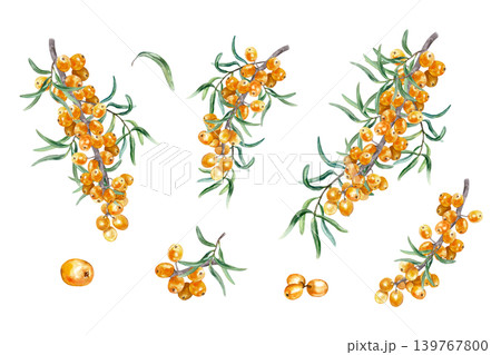 Sea buckthorn branch set. Ripe orange berries and green leaves. Hand drawn botanical watercolor illustration, isolated. Suitable for cosmetics, tea and juice labels. 139767800