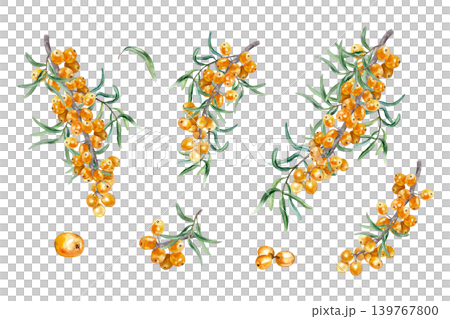Sea buckthorn branch set. Ripe orange berries and green leaves. Hand drawn botanical watercolor illustration, isolated. Suitable for cosmetics, tea and juice labels. 139767800