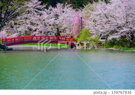 【臥竜公園】春の竜ヶ池【須坂市】 139767836