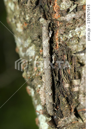 大木の樹皮に擬態するまだら灰色で二対の突起があるエダシャク科蛾幼虫（側面・日本昆虫生態マクロ撮影） 139767845