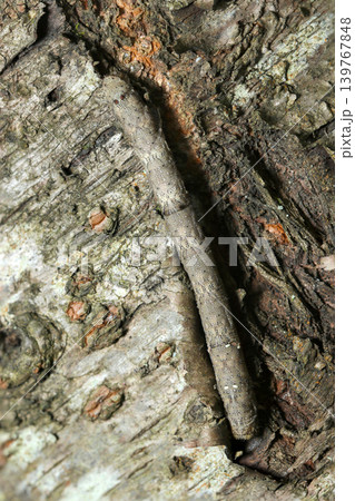 大樹の樹皮に擬態するまだら灰色で二対の突起があるエダシャク科蛾幼虫（日本昆虫生態マクロ撮影） 139767848