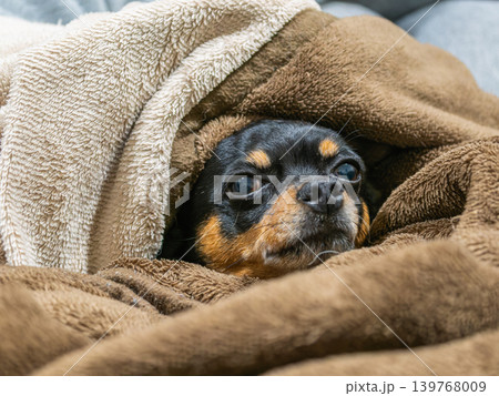 毛布で寝る犬 毛布で寝る犬 139768009