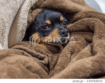 毛布で寝る犬 毛布で寝る犬 139768010