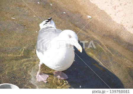 水の中の鳥 水の中の鳥 139768081