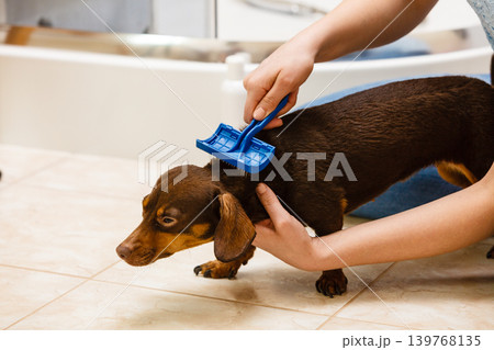 Woman brushing her dachshund dog Woman brushing her dachshund dog 139768135