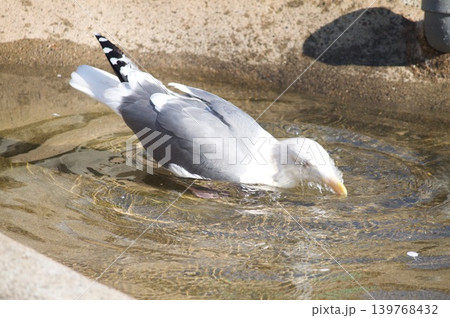 水浴びする鳥 水浴びする鳥 139768432