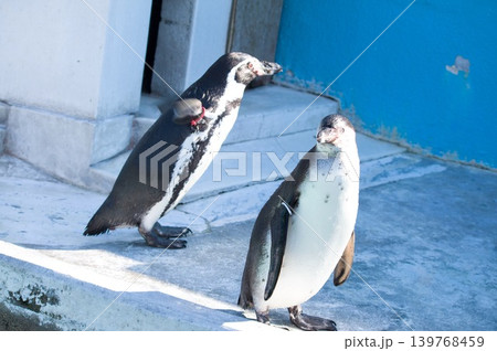 ペンギン ペンギン 139768459