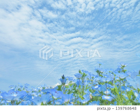 大阪 舞洲 ネモフィラの花畑 大阪 舞洲 ネモフィラの花畑 139768648
