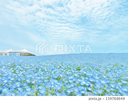 大阪 舞洲 ネモフィラの花畑 大阪 舞洲 ネモフィラの花畑 139768649