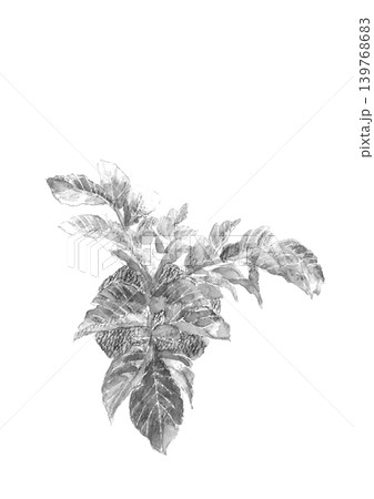 水彩で描いた新鮮な畑の馬鈴薯の葉 モノトーイラスト素材【手描き】白背景 切り抜き コピースペースあり 水彩で描いた新鮮な畑の馬鈴薯の葉 モノトーイラスト素材【手描き】白背景 切り抜き コピースペースあり 139768683