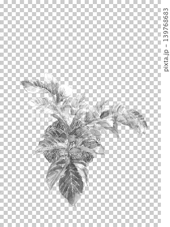 水彩で描いた新鮮な畑の馬鈴薯の葉 モノトーイラスト素材【手描き】白背景 切り抜き コピースペースあり 水彩で描いた新鮮な畑の馬鈴薯の葉 モノトーイラスト素材【手描き】白背景 切り抜き コピースペースあり 139768683